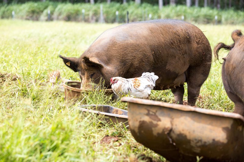 kaunamano farm berkshire pig