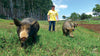 brandon lee kaunamano farm